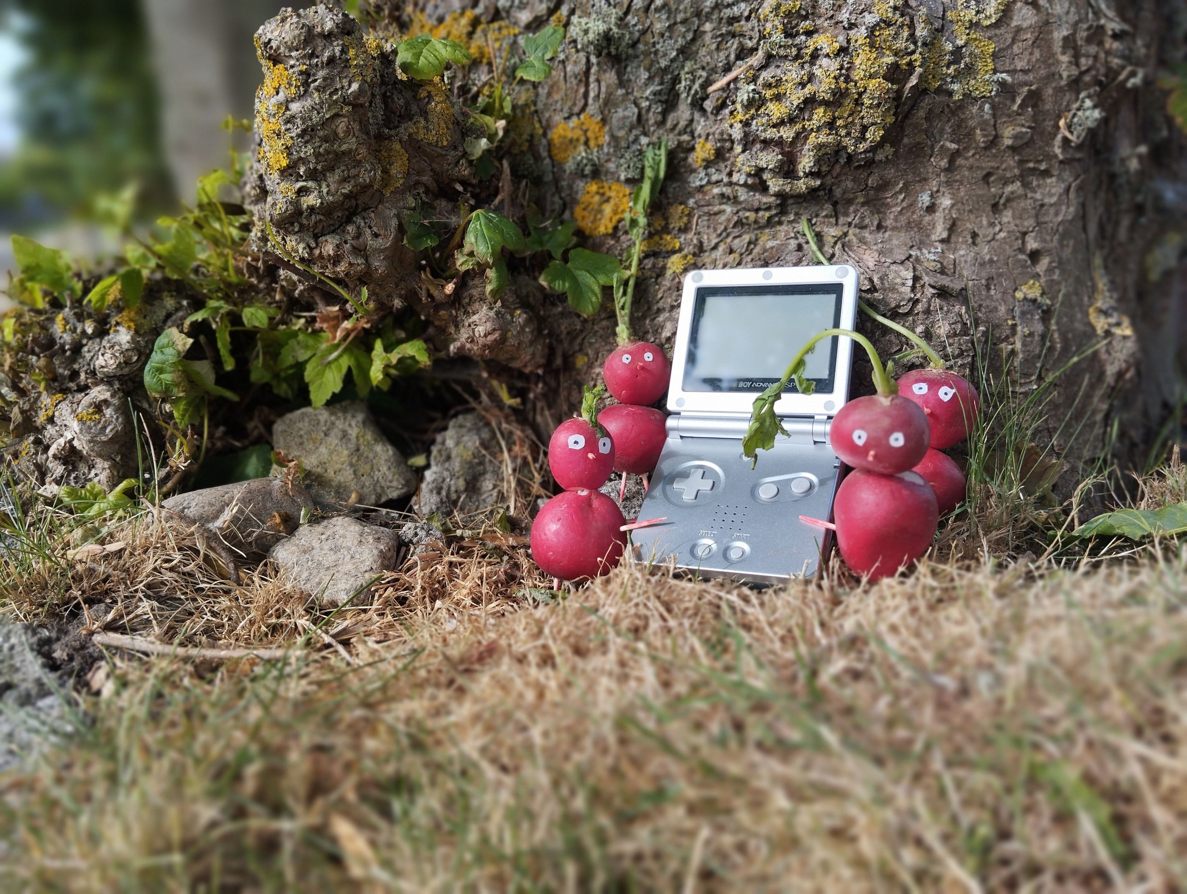 In freier Wildbahn haben die Radieschen-Pikmin einen wertvollen Game Boy Advance SP gefunden.